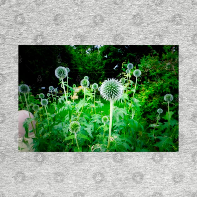 Small Globe Thistles 11 by Robert Alsop